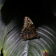 Image for article titled Sony NEX-3N Hands-On: The Teeny Tiny Interchangeable Lens Camera